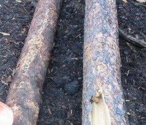 pine logs